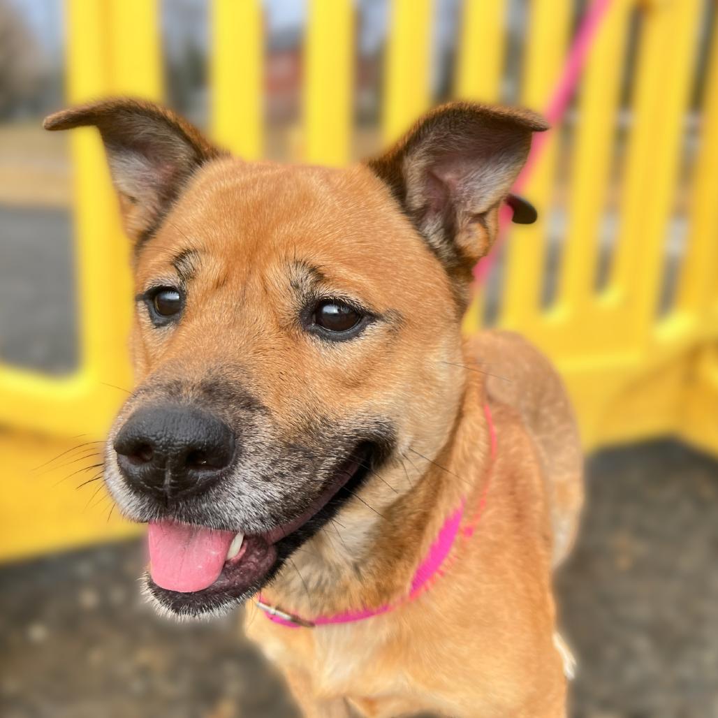 Gingerbread, a Adoptable Mixed Breed in Fredericksburg, VA image 4/6