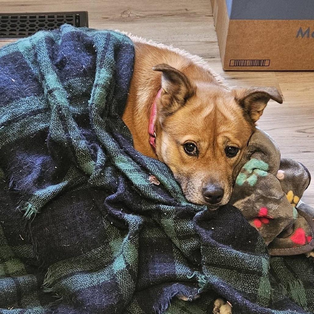 Enlarge Gingerbread, a Adoptable Mixed Breed in Fredericksburg, VA image 4/5