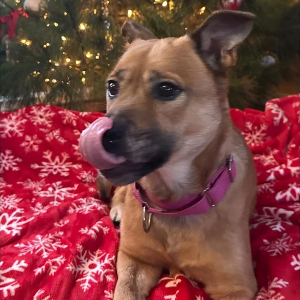 Enlarge Gingerbread, a Adoptable Mixed Breed in Fredericksburg, VA image 5/6