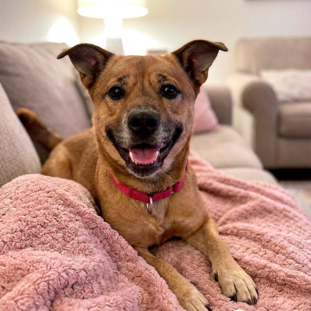 Enlarge Gingerbread, a Adoptable Mixed Breed in Fredericksburg, VA image 6/6