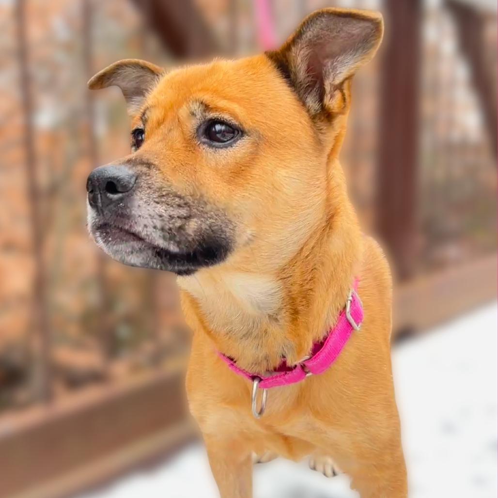 Gingerbread, a Adoptable Mixed Breed in Fredericksburg, VA image 6/6