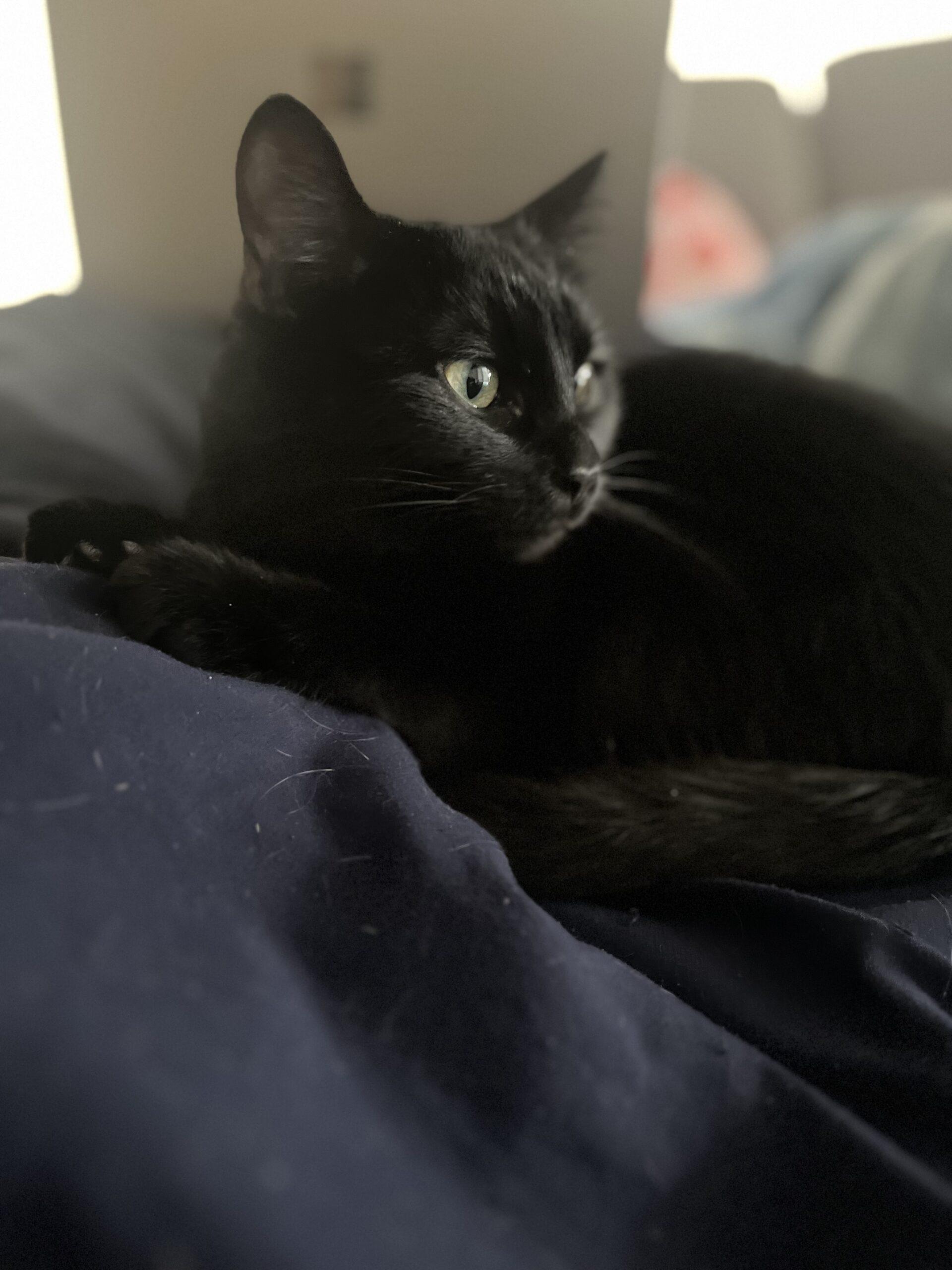 Enlarge Lava, an adopted Domestic Short Hair in Calgary, AB image 4/5