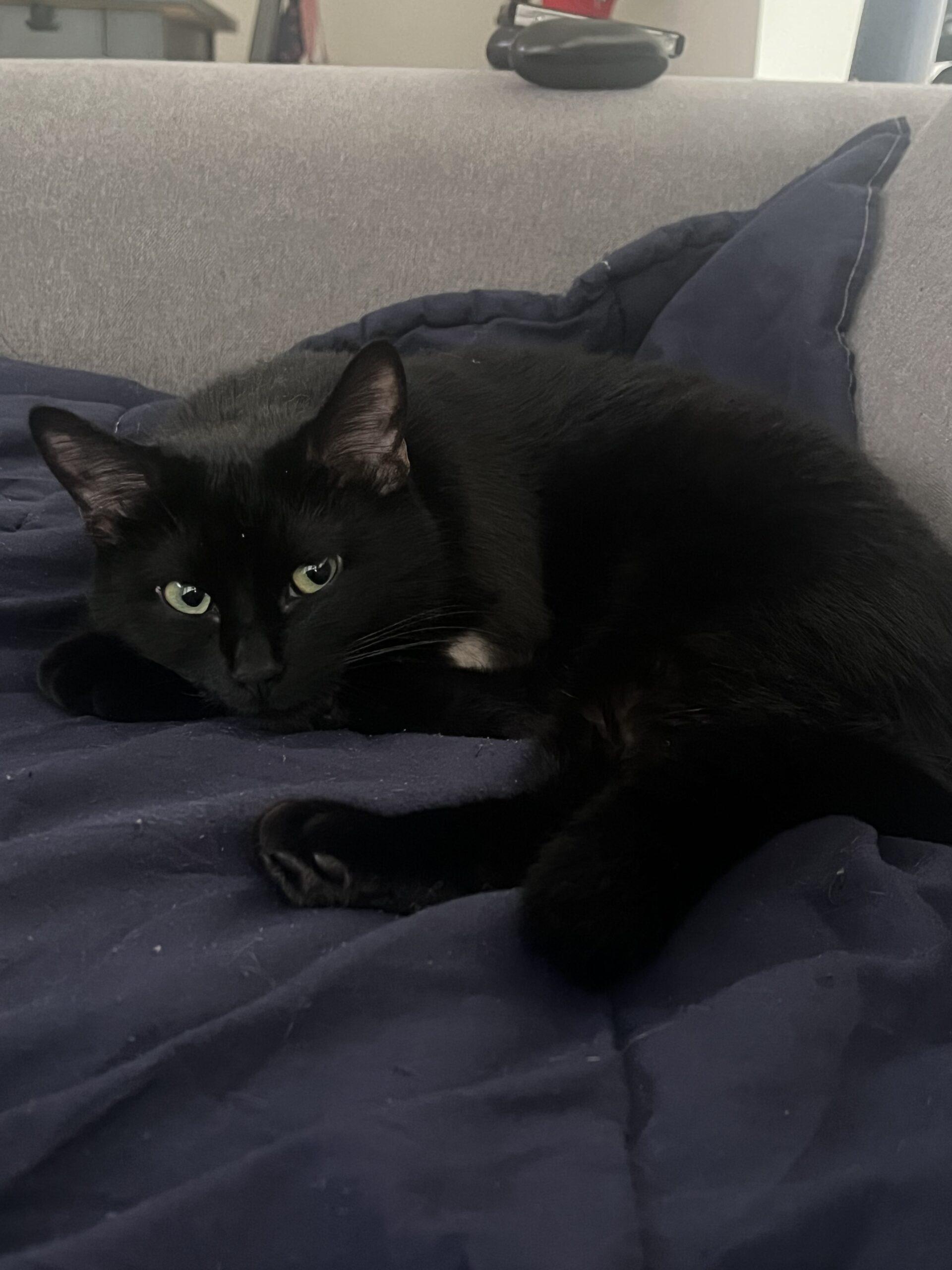 Enlarge Lava, an adopted Domestic Short Hair in Calgary, AB image 2/5