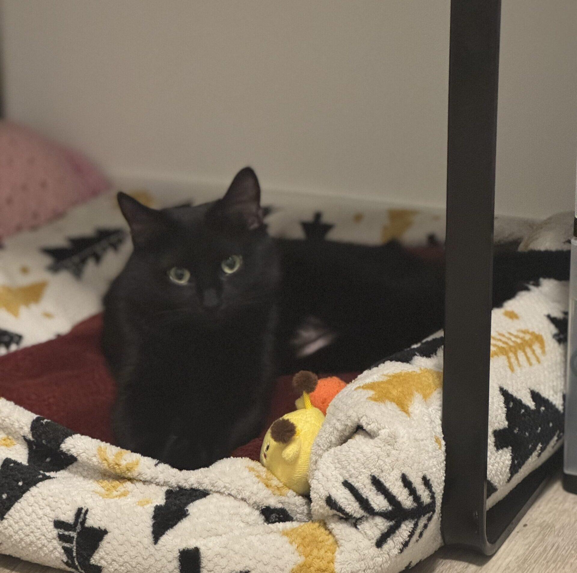 Enlarge Lava, an adopted Domestic Short Hair in Calgary, AB image 1/5