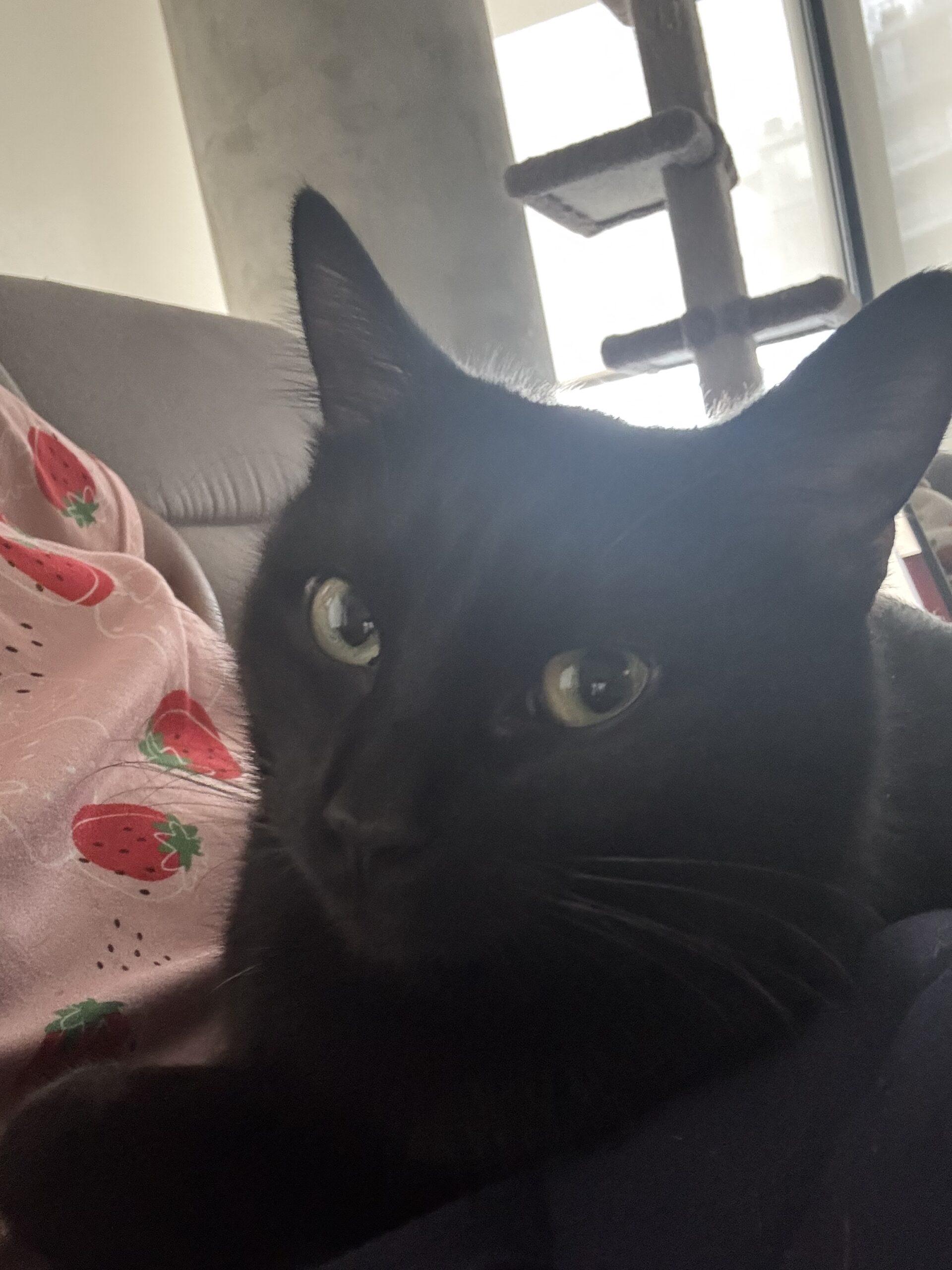 Enlarge Lava, an adopted Domestic Short Hair in Calgary, AB image 5/5