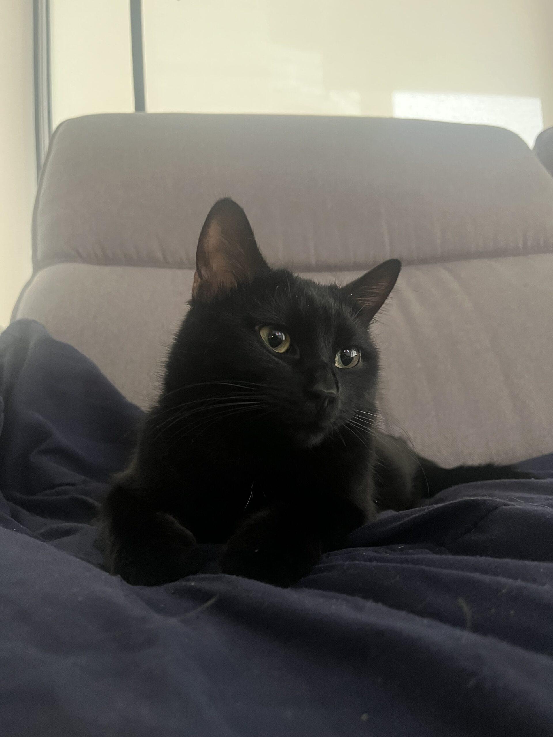 Enlarge Lava, an adopted Domestic Short Hair in Calgary, AB image 3/5