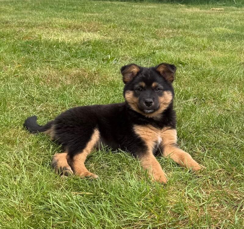 Enlarge Dream, a Adoptable mixed breed in renton, WA image 1/4