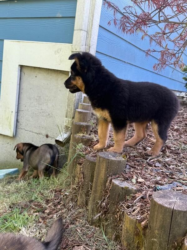 Enlarge Dream, a Adoptable mixed breed in renton, WA image 2/4