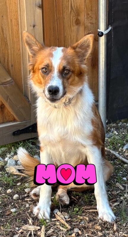 Enlarge Dream, a Adoptable mixed breed in renton, WA image 3/4
