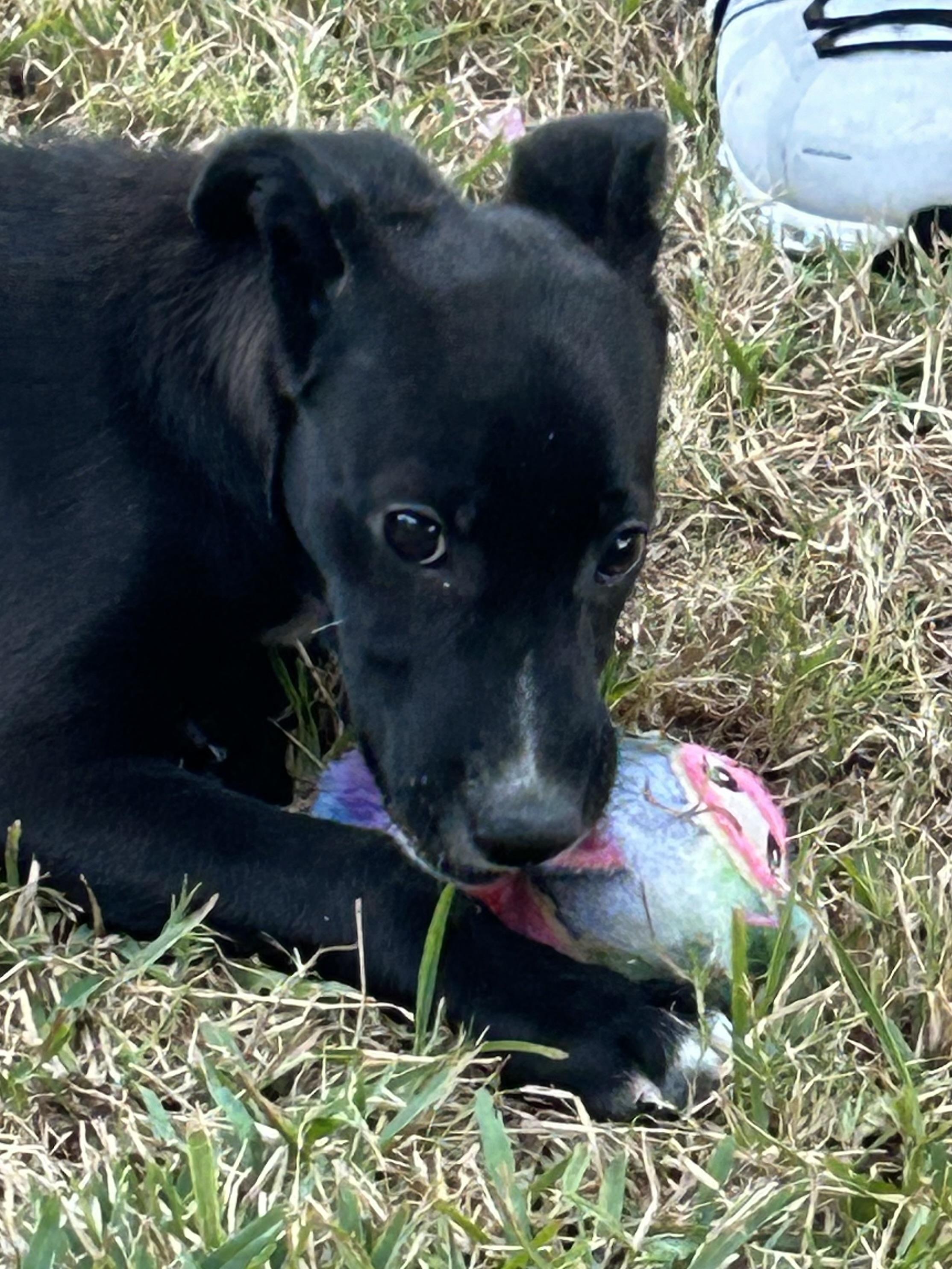 Enlarge Bonnie, a Adoptable mixed breed in Centerville , MA image 4/6