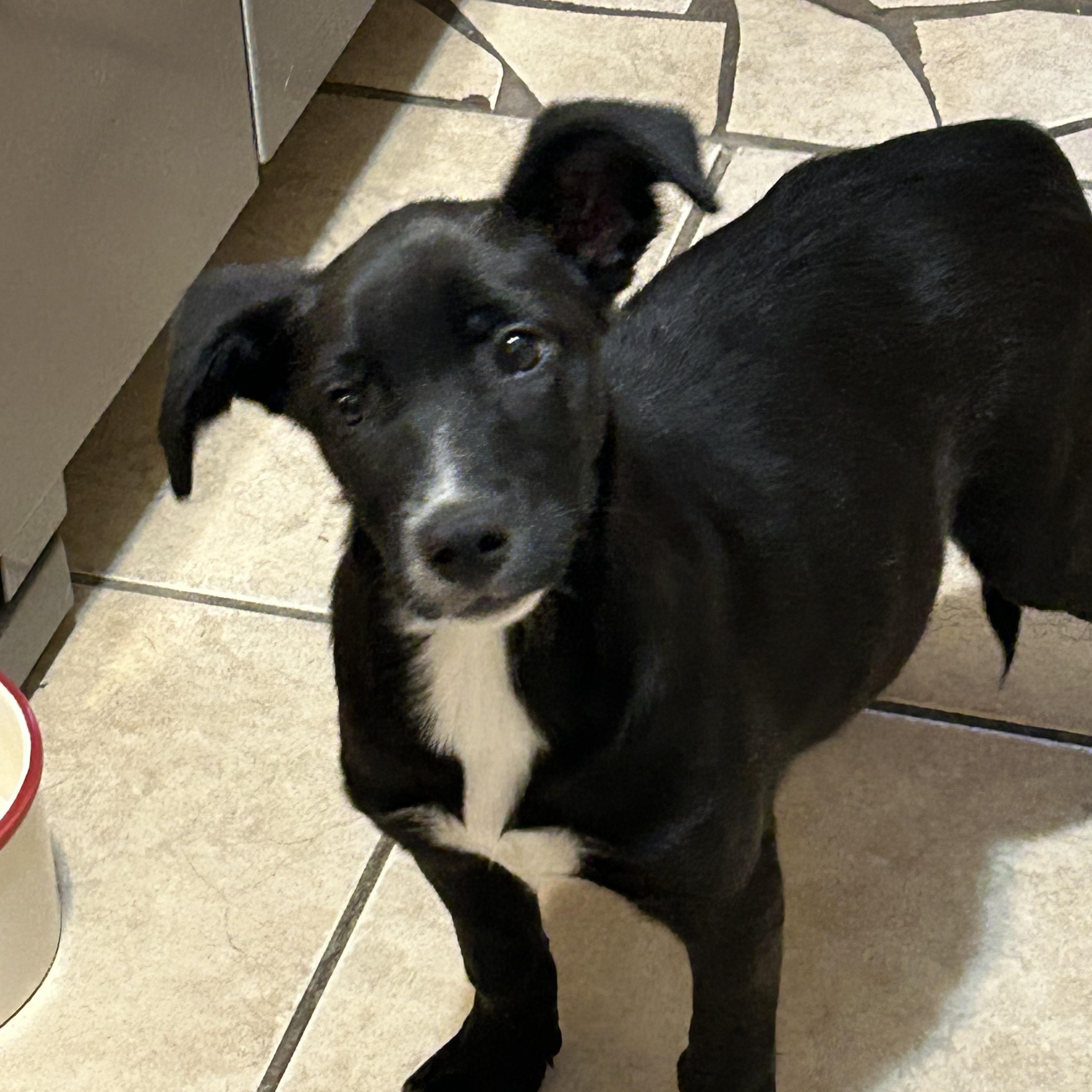 Enlarge Bonnie, a Adoptable mixed breed in Centerville , MA image 5/6