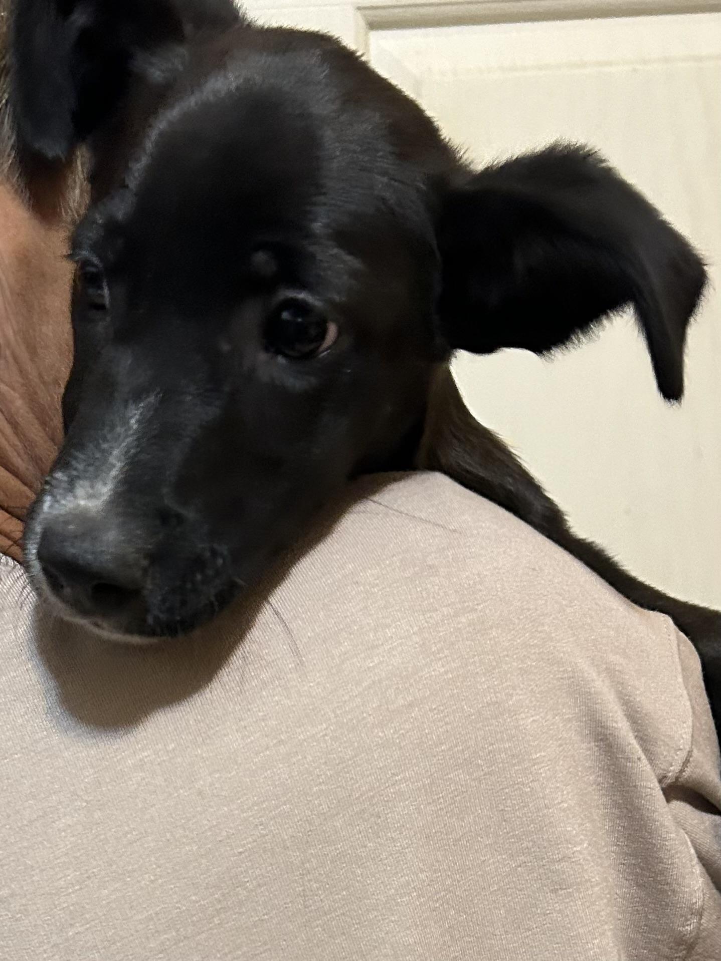 Enlarge Bonnie, a Adoptable mixed breed in Centerville , MA image 6/6