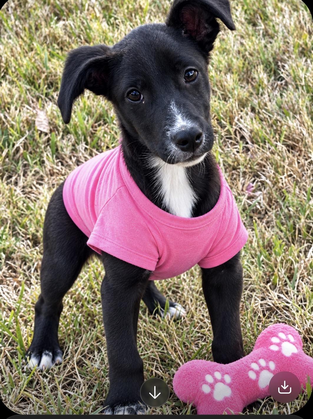 Enlarge Bonnie, a Adoptable mixed breed in Centerville , MA image 1/6