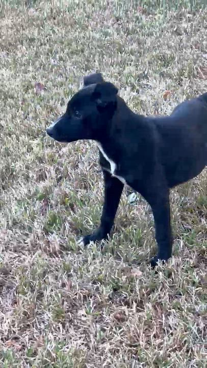 Enlarge Bonnie, a Adoptable mixed breed in Centerville , MA video 3/6