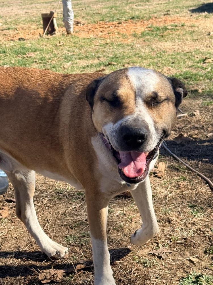 Enlarge Louie - A easy going fellow!, a Adoptable mixed breed in Green Ridge, MO image 1/6