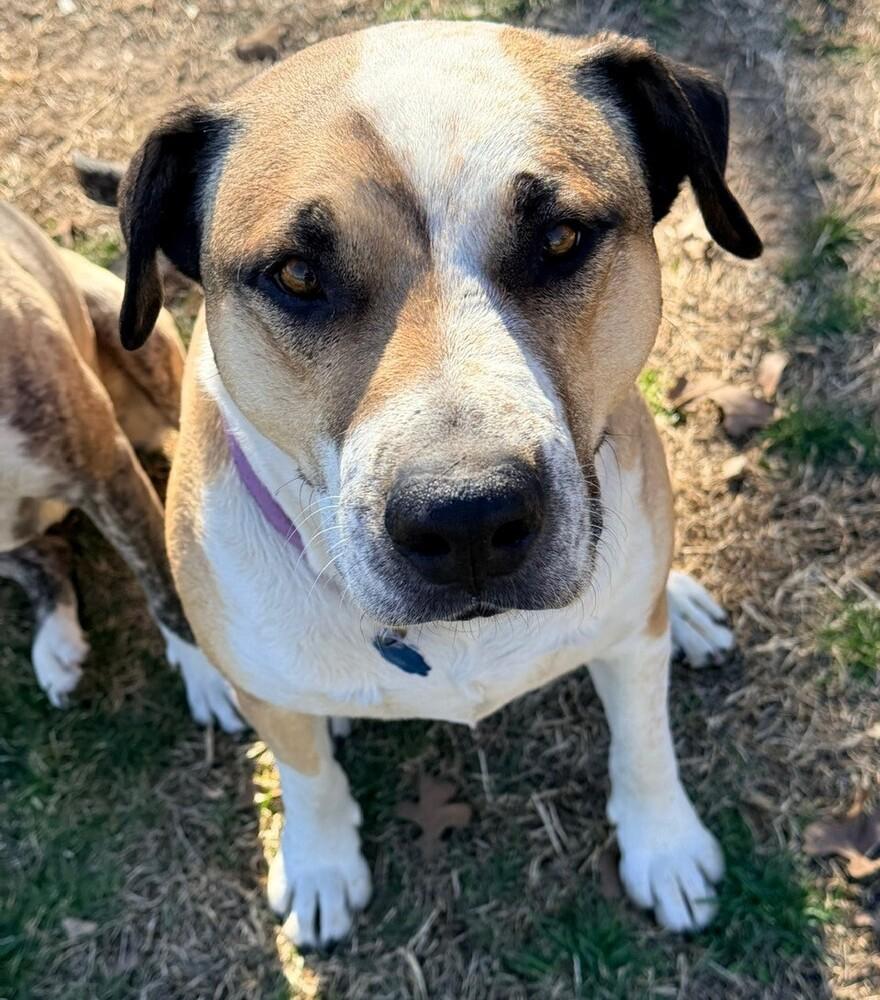 Enlarge Louie - A easy going fellow!, a Adoptable mixed breed in Green Ridge, MO image 2/6