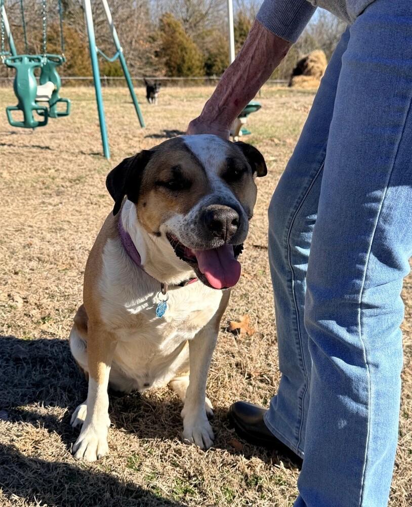 Enlarge Louie - A easy going fellow!, a Adoptable mixed breed in Green Ridge, MO image 3/6