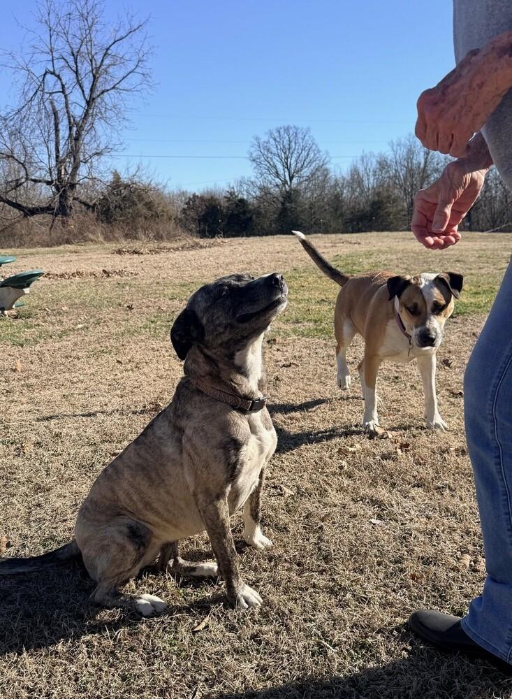 Enlarge Louie - A easy going fellow!, a Adoptable mixed breed in Green Ridge, MO image 4/6