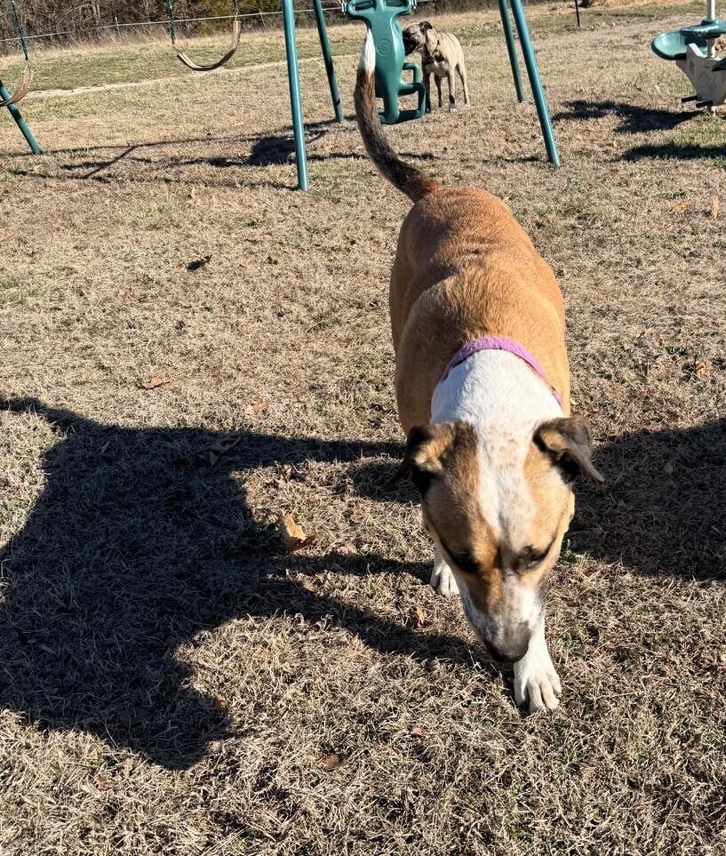 Enlarge Louie - A easy going fellow!, a Adoptable mixed breed in Green Ridge, MO image 5/6