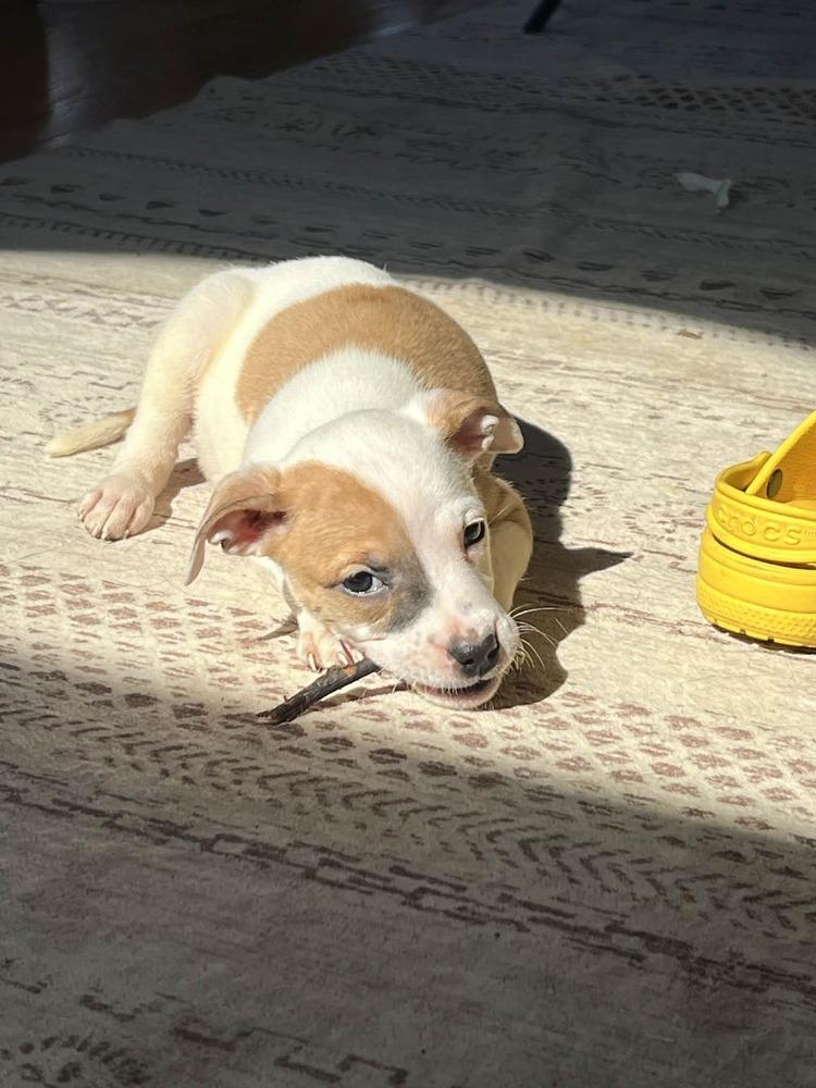 Godiva — thumbnail 3