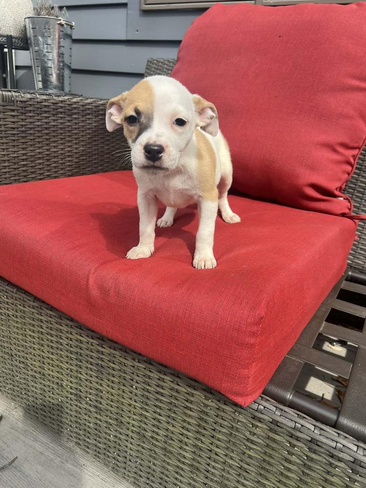 Godiva — thumbnail 4