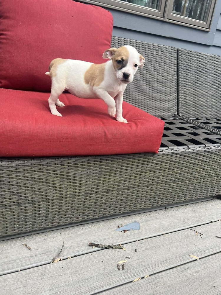 Godiva — thumbnail 5