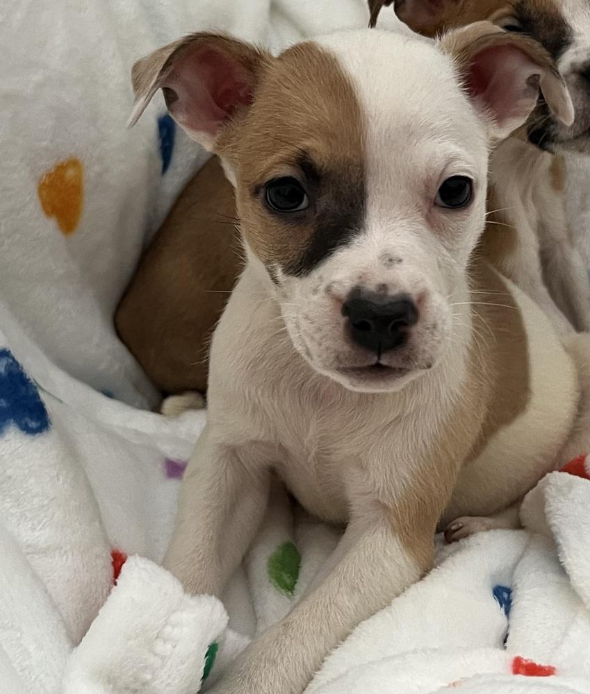 Godiva — thumbnail 6