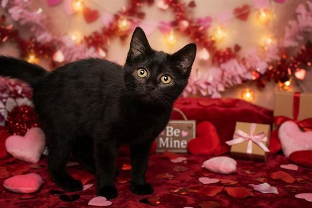 ALTIMA, Adoptable, Kitten Female Domestic Long Hair.