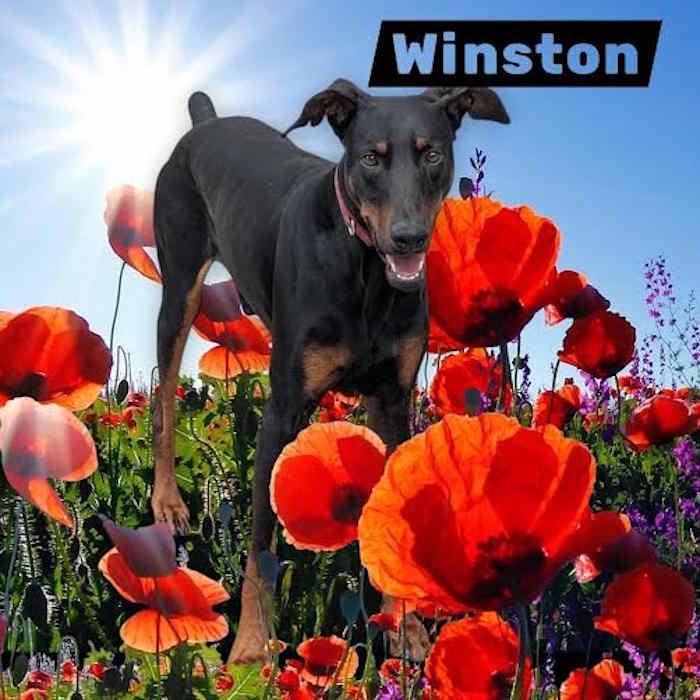 Winston