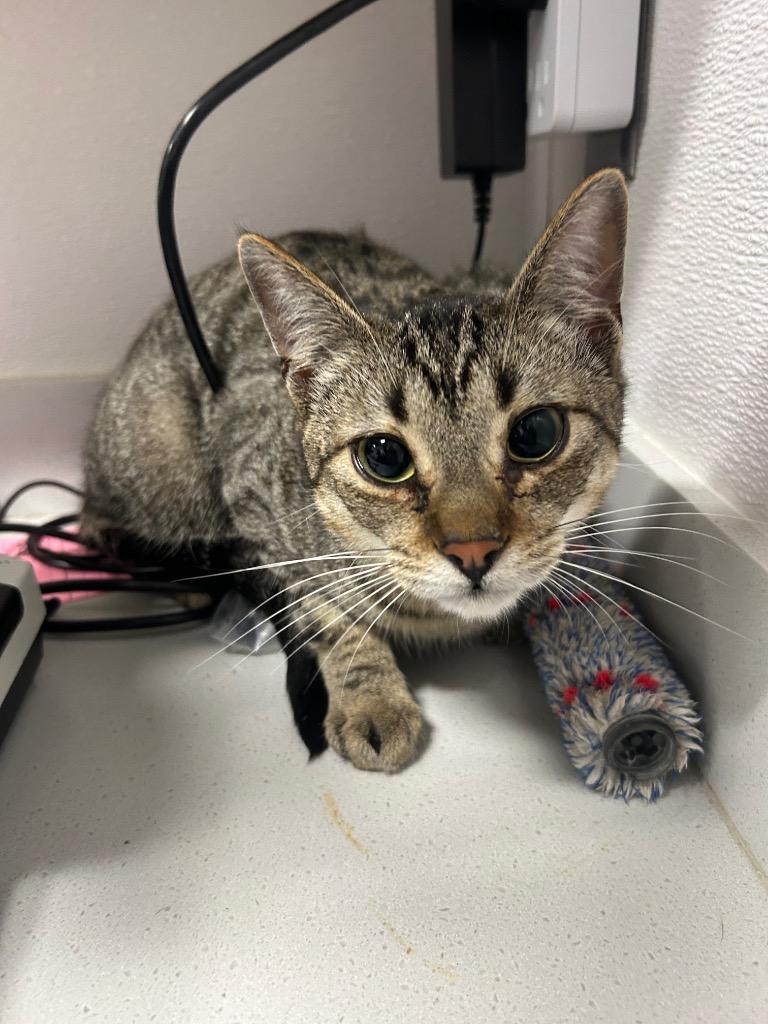 Sprout, Adopted, Young Male Domestic Short Hair.