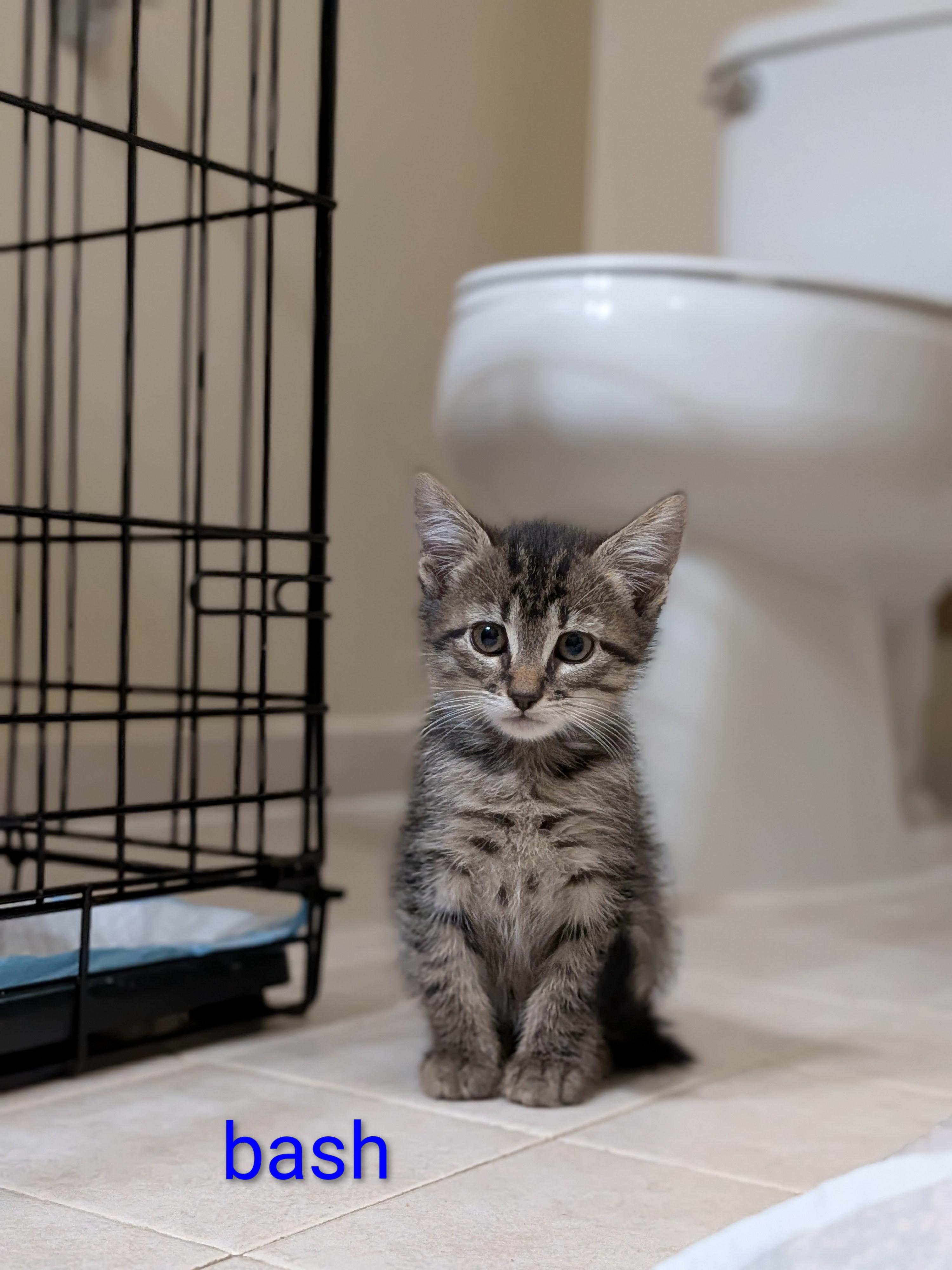 Bash, Adoptable, Kitten Male Domestic Short Hair.