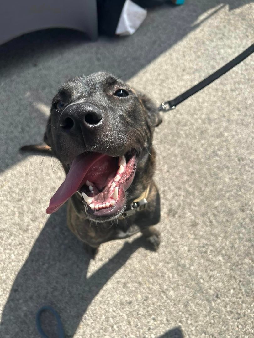 Tripp, a Adopted Mountain Cur in Addison, IL image 1/5