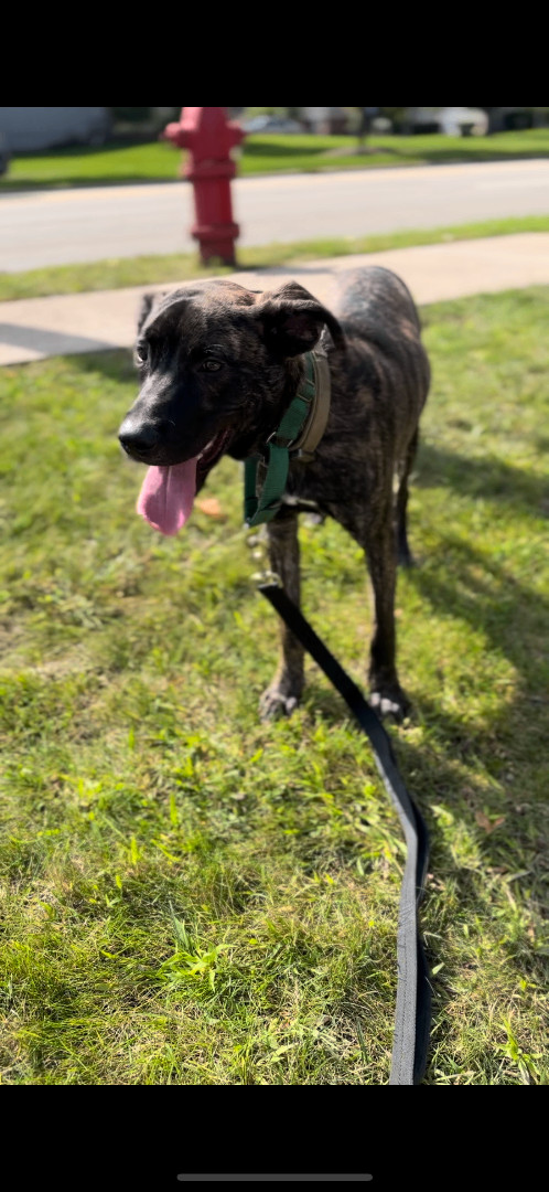 Tripp, a Adopted Mountain Cur in Addison, IL image 2/5