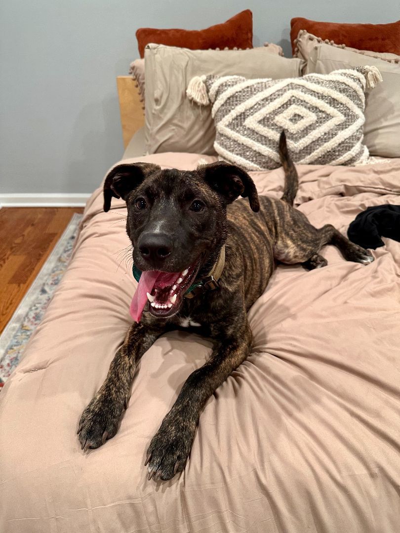 Tripp, a Adopted Mountain Cur in Addison, IL image 3/5