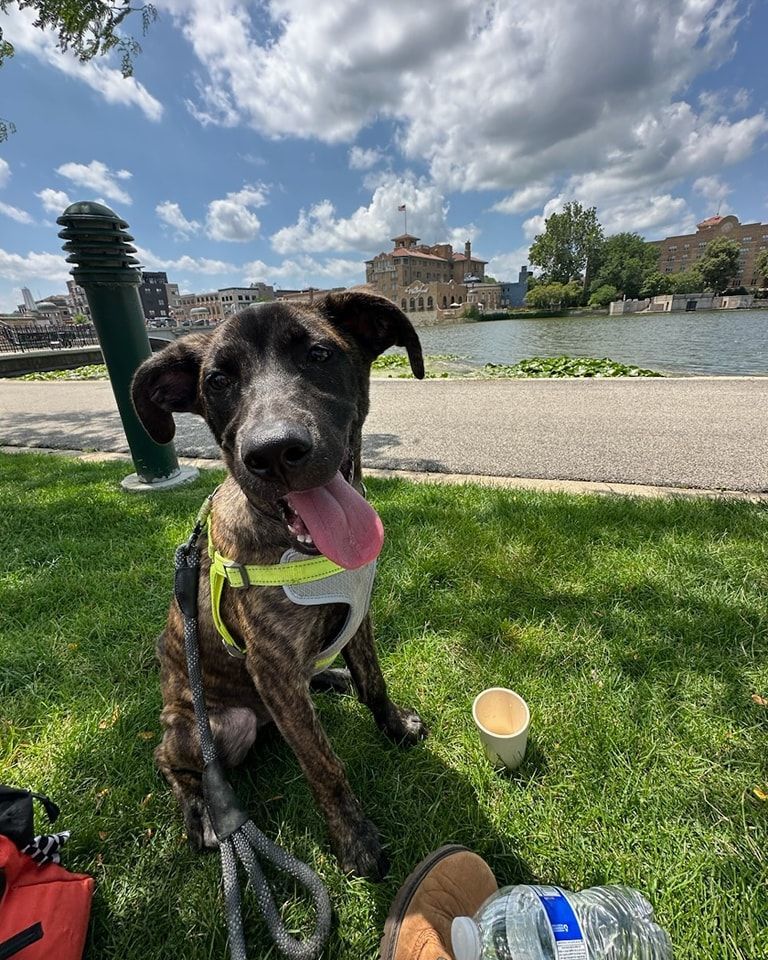 Tripp, a Adopted Mountain Cur in Addison, IL image 4/5