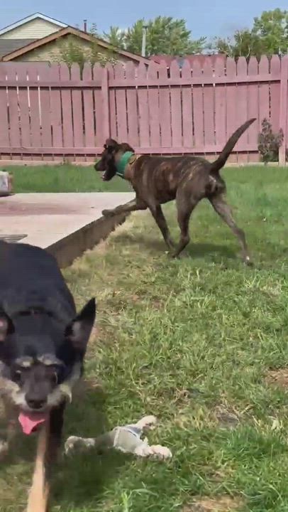 Enlarge Tripp, a Adopted Mountain Cur in Addison, IL video 5/5