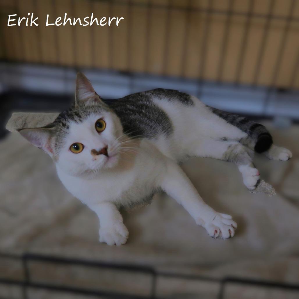 Enlarge Erik Lehnsherr, a Adoptable Domestic Short Hair in Yucaipa, CA image 1/6