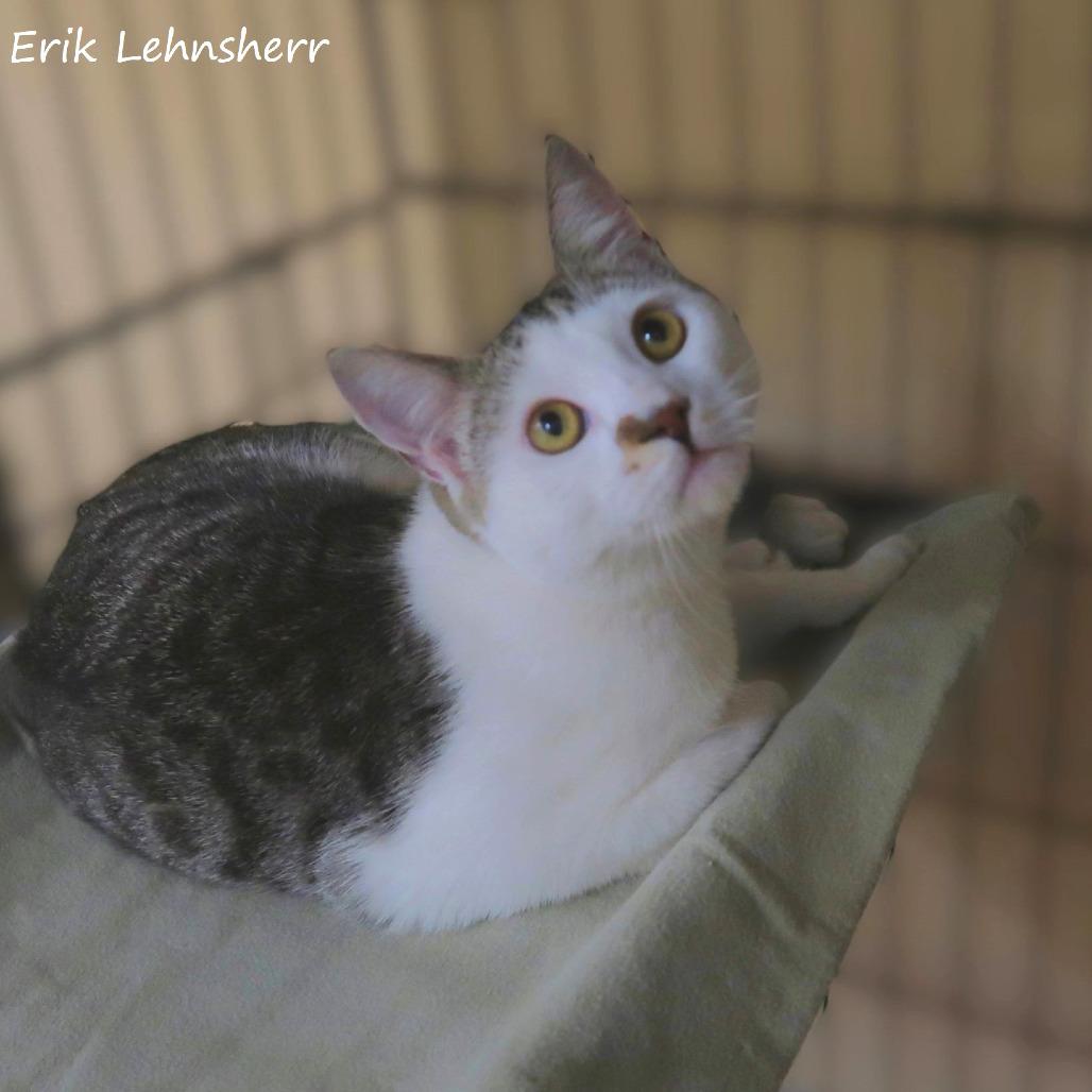 Enlarge Erik Lehnsherr, a Adoptable Domestic Short Hair in Yucaipa, CA image 4/6