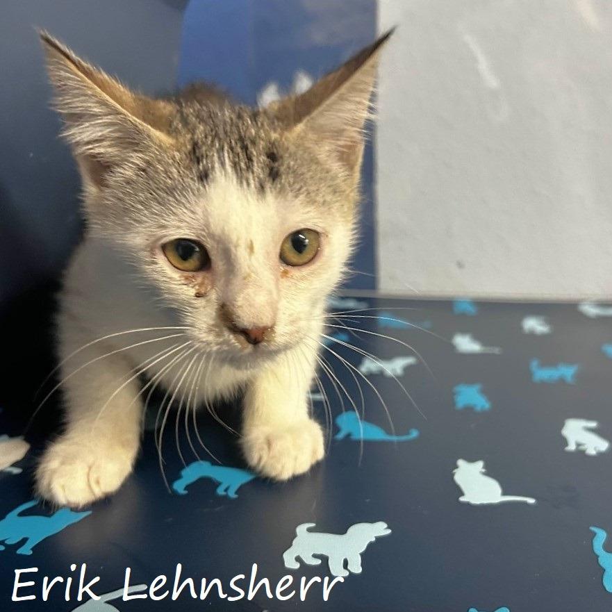 Enlarge Erik Lehnsherr, a Adoptable Domestic Short Hair in Yucaipa, CA image 1/1
