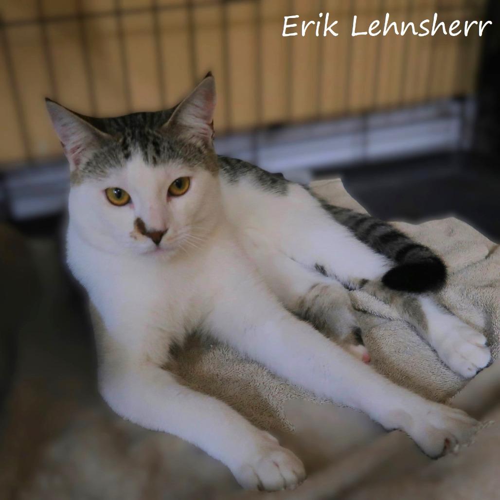 Enlarge Erik Lehnsherr, a Adoptable Domestic Short Hair in Yucaipa, CA image 5/6