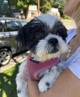 Enlarge Layla, a Adoptable Shih Tzu in Closter, NJ image 2/6