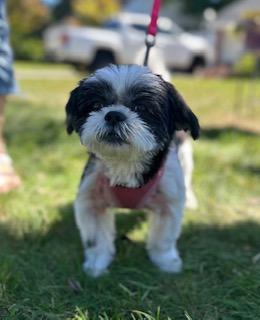 Enlarge Layla, a Adoptable Shih Tzu in Closter, NJ image 3/6