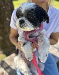 Enlarge Layla, a Adoptable Shih Tzu in Closter, NJ image 4/6