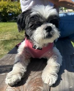 Enlarge Layla, a Adoptable Shih Tzu in Closter, NJ image 5/6