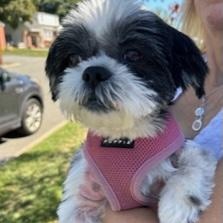 Enlarge Layla, a Adoptable Shih Tzu in Closter, NJ image 1/6
