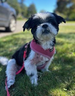 Enlarge Layla, a Adoptable Shih Tzu in Closter, NJ image 6/6