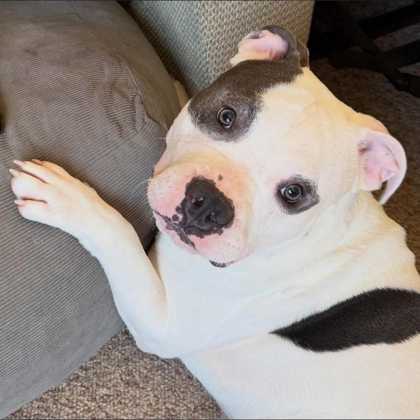 Rocco, an adopted mixed breed in Philadelphia, PA image 2/6