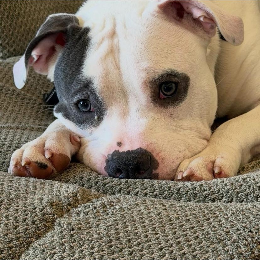 Rocco, an adopted mixed breed in Philadelphia, PA image 6/6