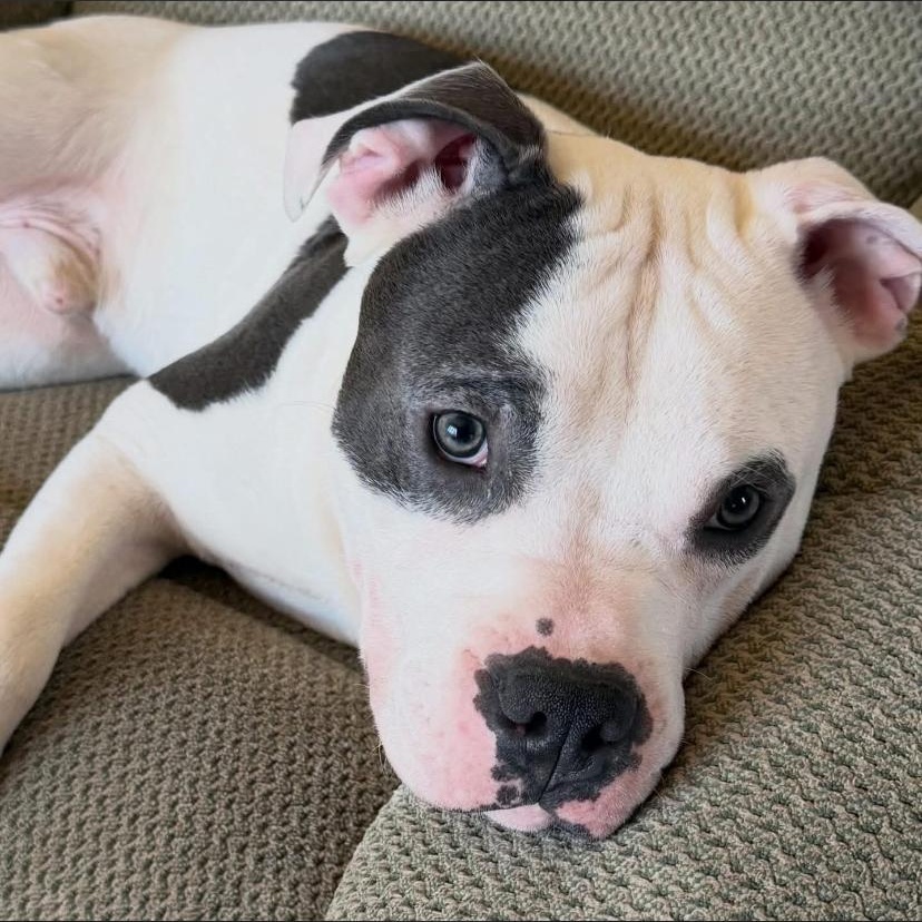 Rocco, adopted, Puppy Male Pit Bull Terrier & Bulldog.