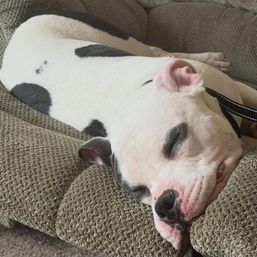 Rocco, an adopted mixed breed in Philadelphia, PA image 5/6